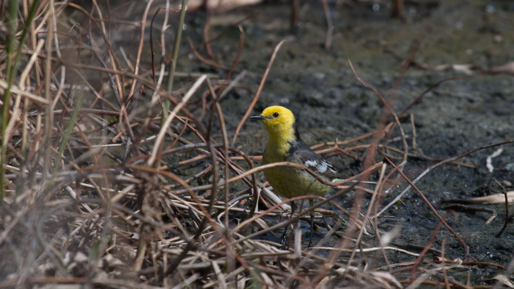 Imagem de Motacilla citreola Pallas 1776