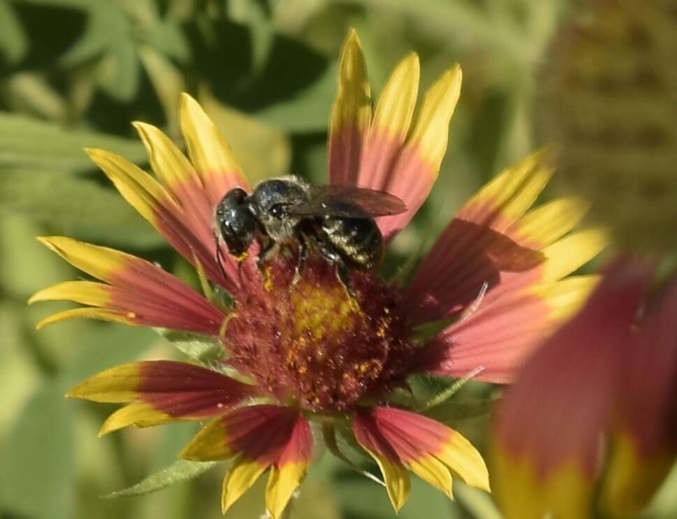 Osmia texana Cresson 1872的图像