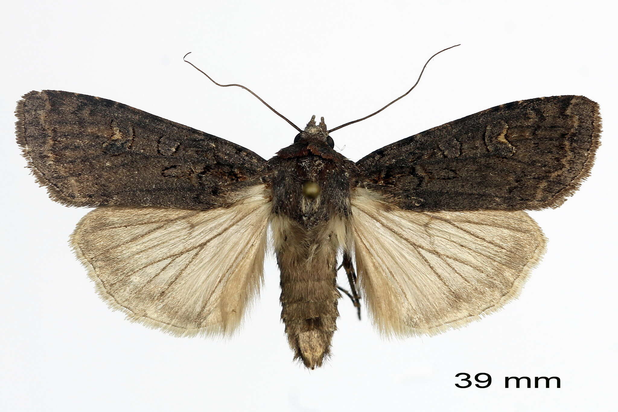 Image of Euxoa ochrogaster Guenée 1852