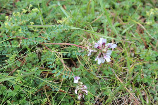 Image de Astragalus tolucanus B. L. Rob. & Seaton