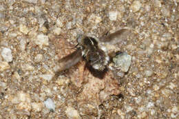 Image of Large bee-fly