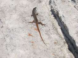 Image of Copper-Tailed Skink