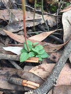 Image of Pterostylis clivosa