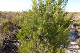 Image of Camphor Wood