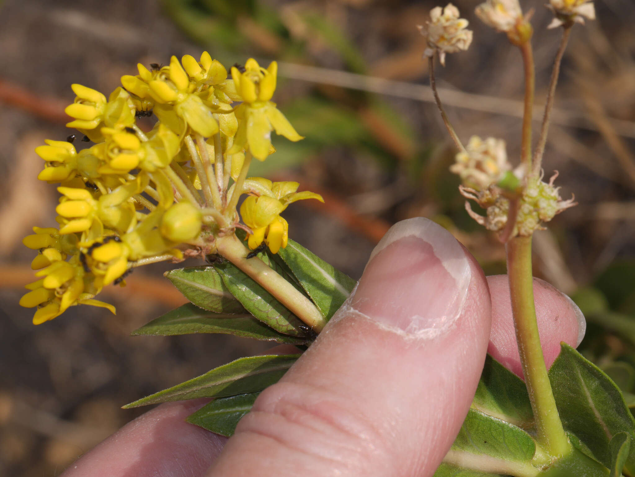 Image of Asclepias barjoniifolia Fourn.