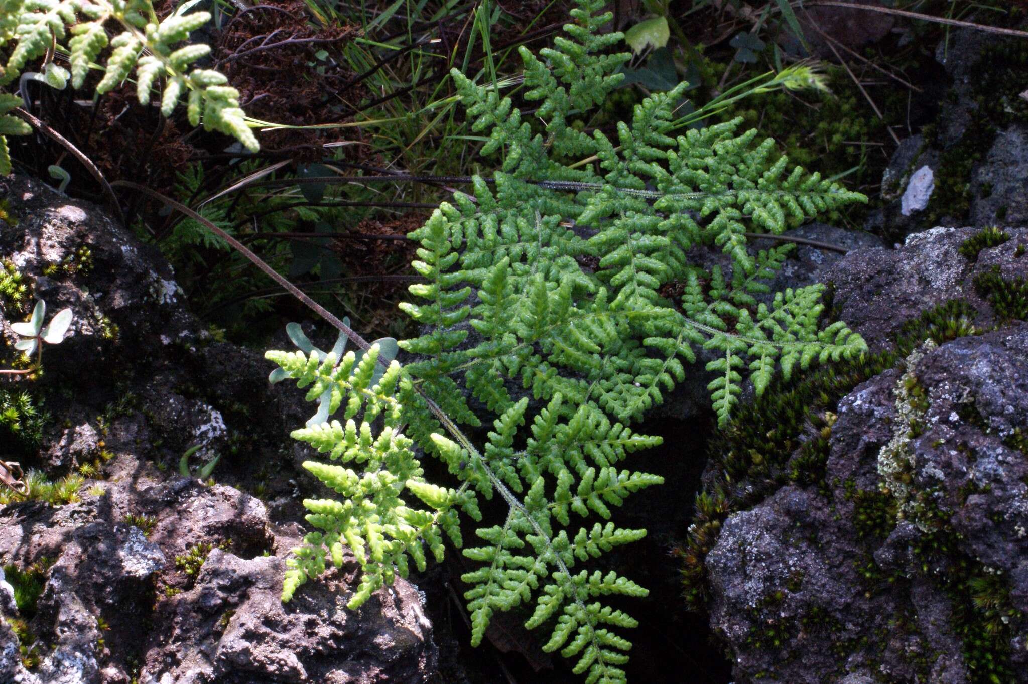 Image of Kaulfuss' lipfern