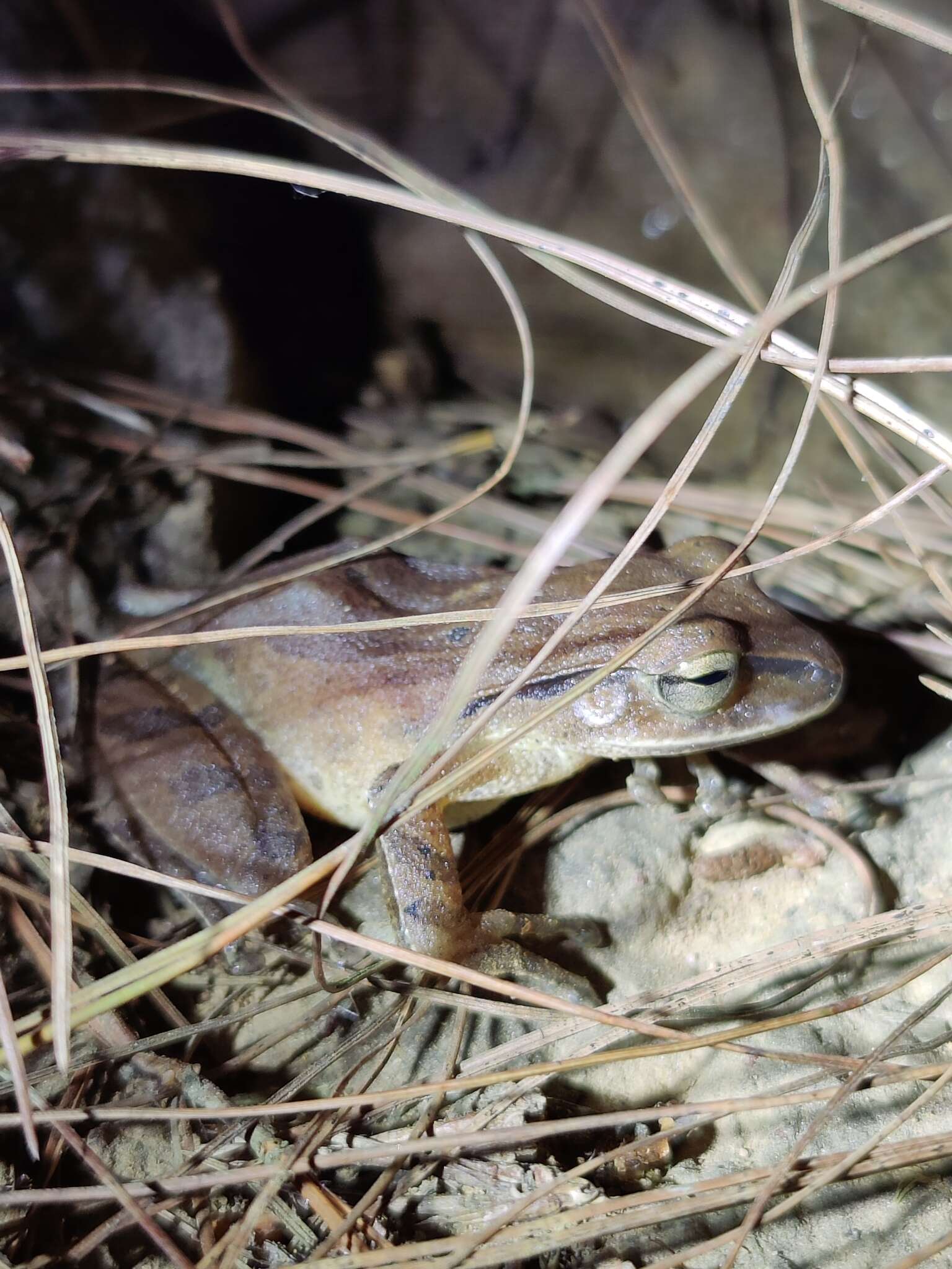 Imagem de Polypedates subansiriensis Mathew & Sen 2009