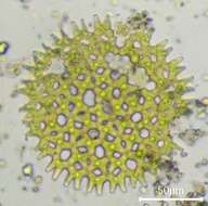 Plancia ëd Pediastrum duplex