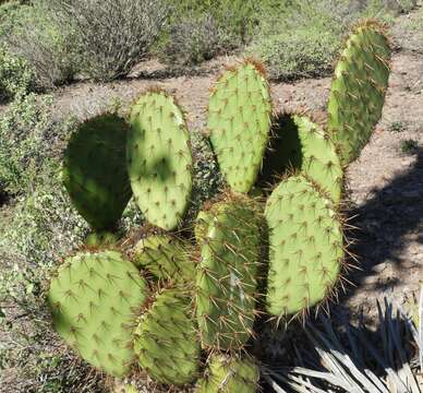 Image of Opuntia clarkiorum