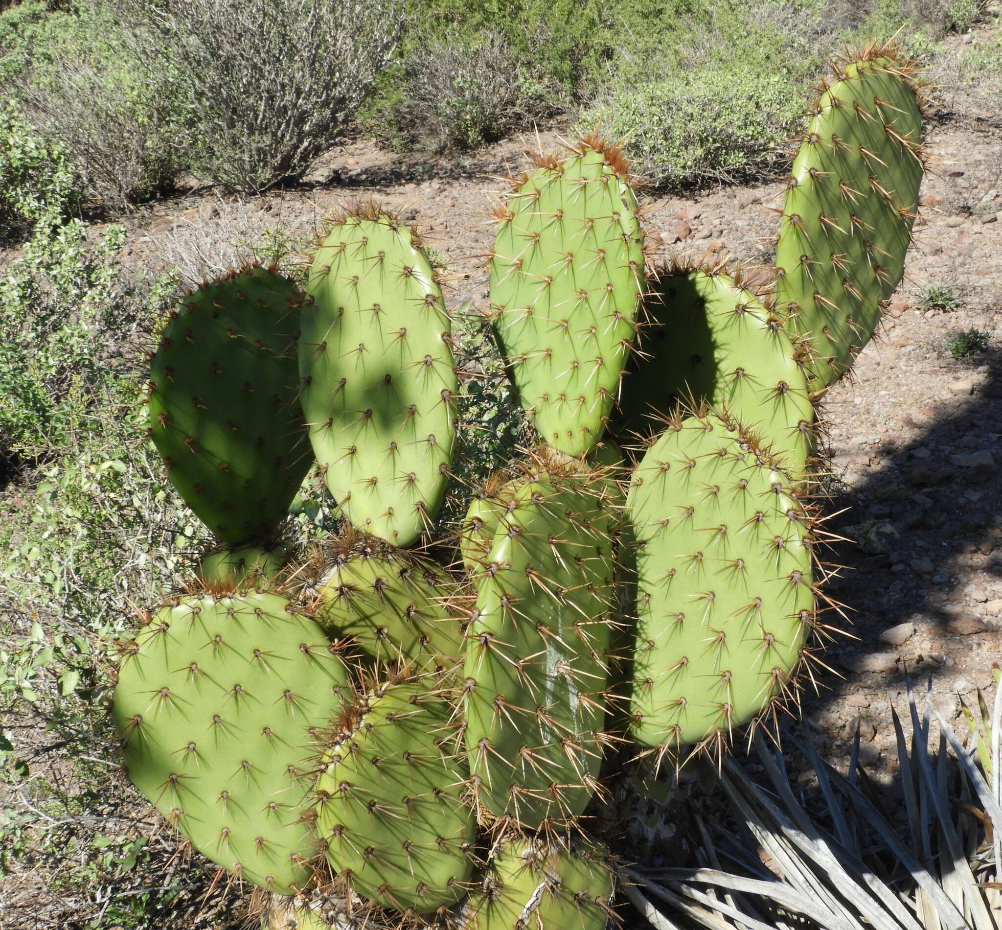 Sivun Opuntia clarkiorum kuva