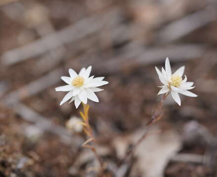 Image of Hyalosperma praecox (F. Müll.) P. G. Wilson