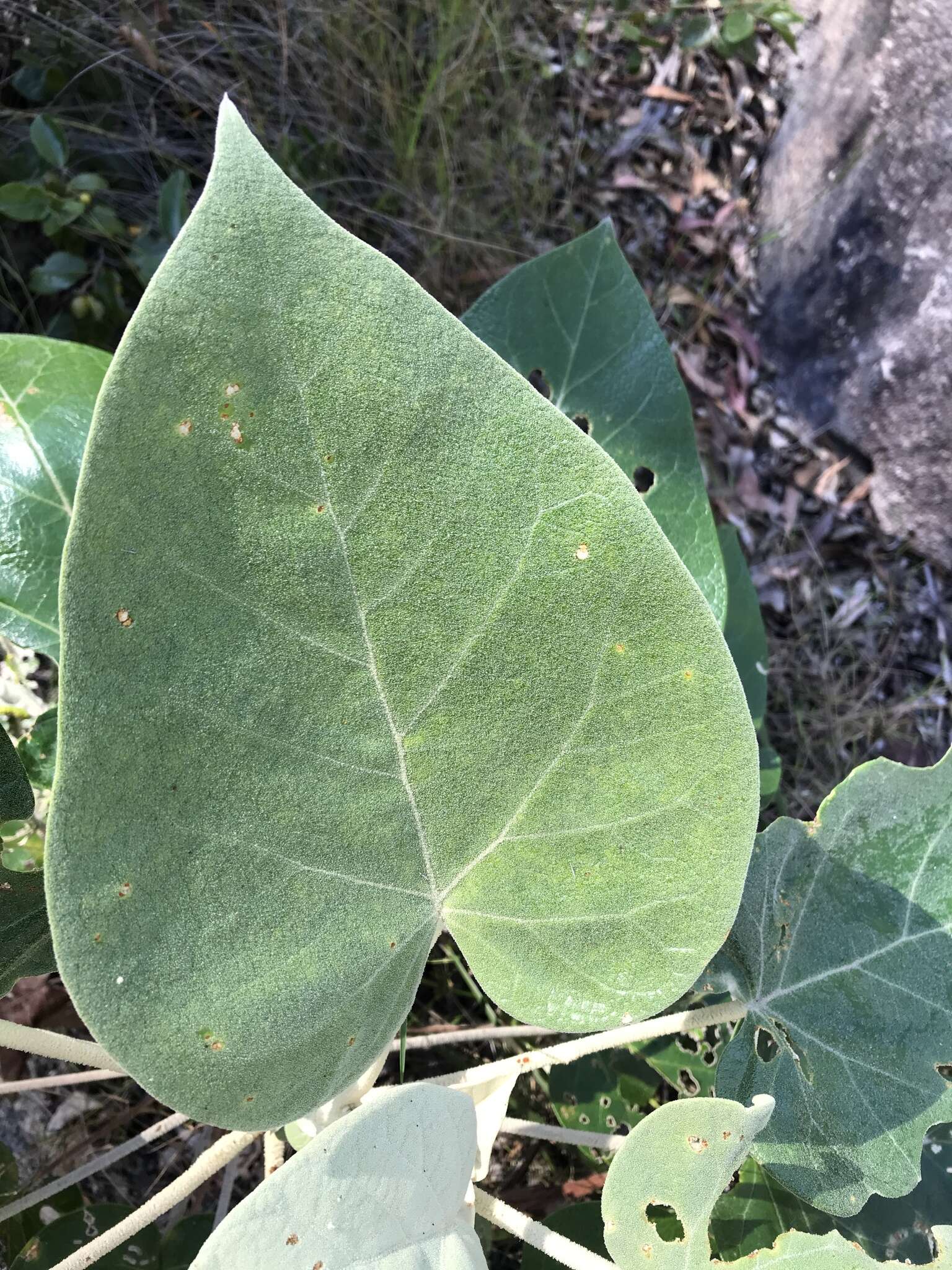 Image of Astrotricha cordata A. R. Bean