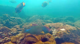 Image of Agassiz&#39;s parrotfish