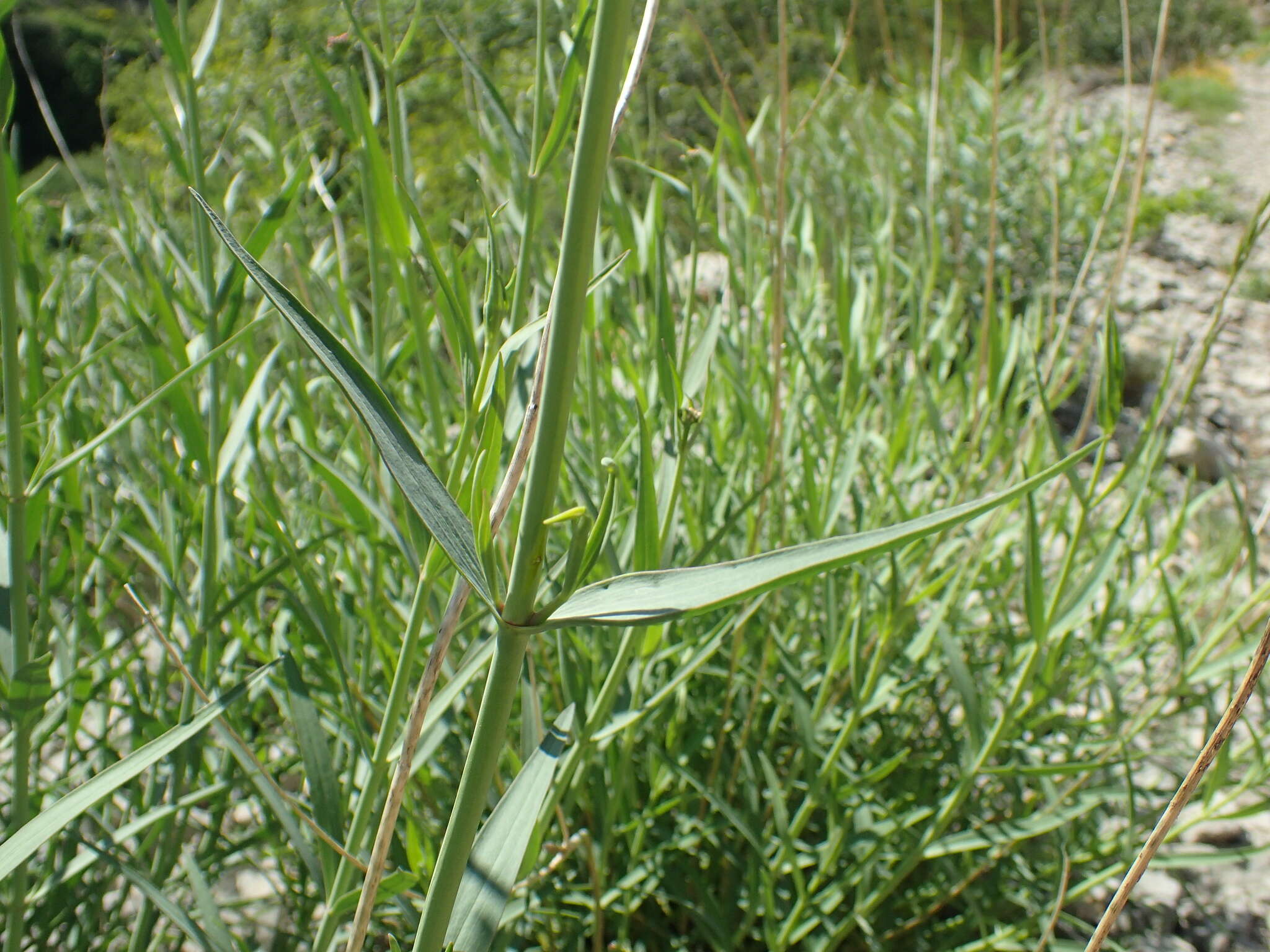 Image of Centranthus lecoqii Jordan