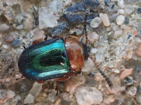 Image of Knotweed Leaf Beetle