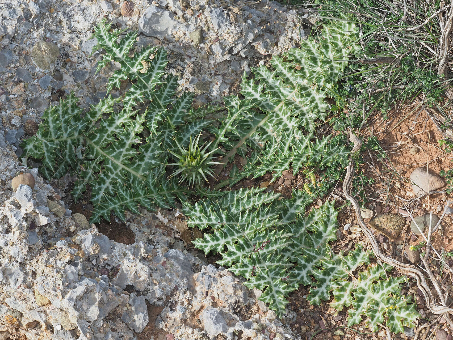 Cynara cornigera Lindl.的圖片