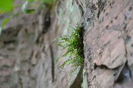 Image of alpine woodsia