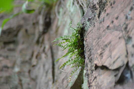 Imagem de Woodsia alpina (Bolton) Gray