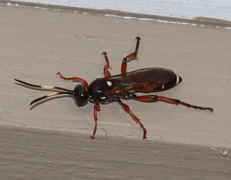 Image of Ichneumon promissorius Erichson 1842