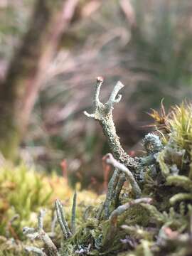 صورة Cladonia polydactyla (Flörke) Spreng.