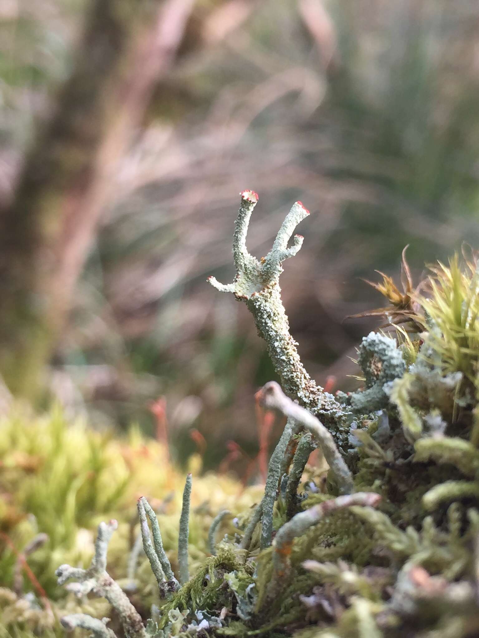 Image of Cladonia polydactyla (Flörke) Spreng.