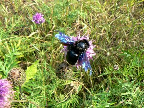 Plancia ëd Xylocopa valga Gerstäcker 1872