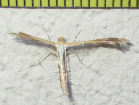 Image of Plume moth