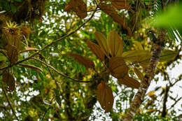 Image of Blakea rotundifolia D. Don