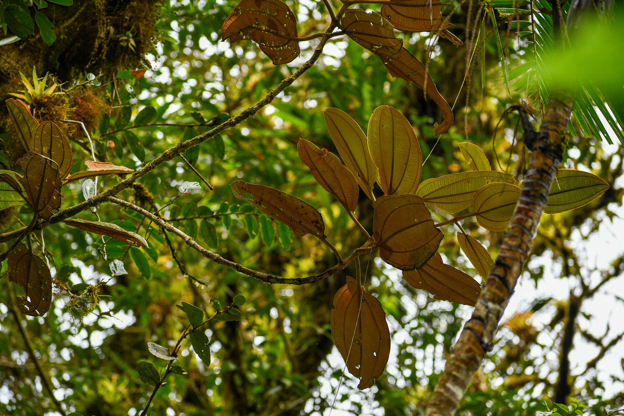 Image of Blakea rotundifolia D. Don