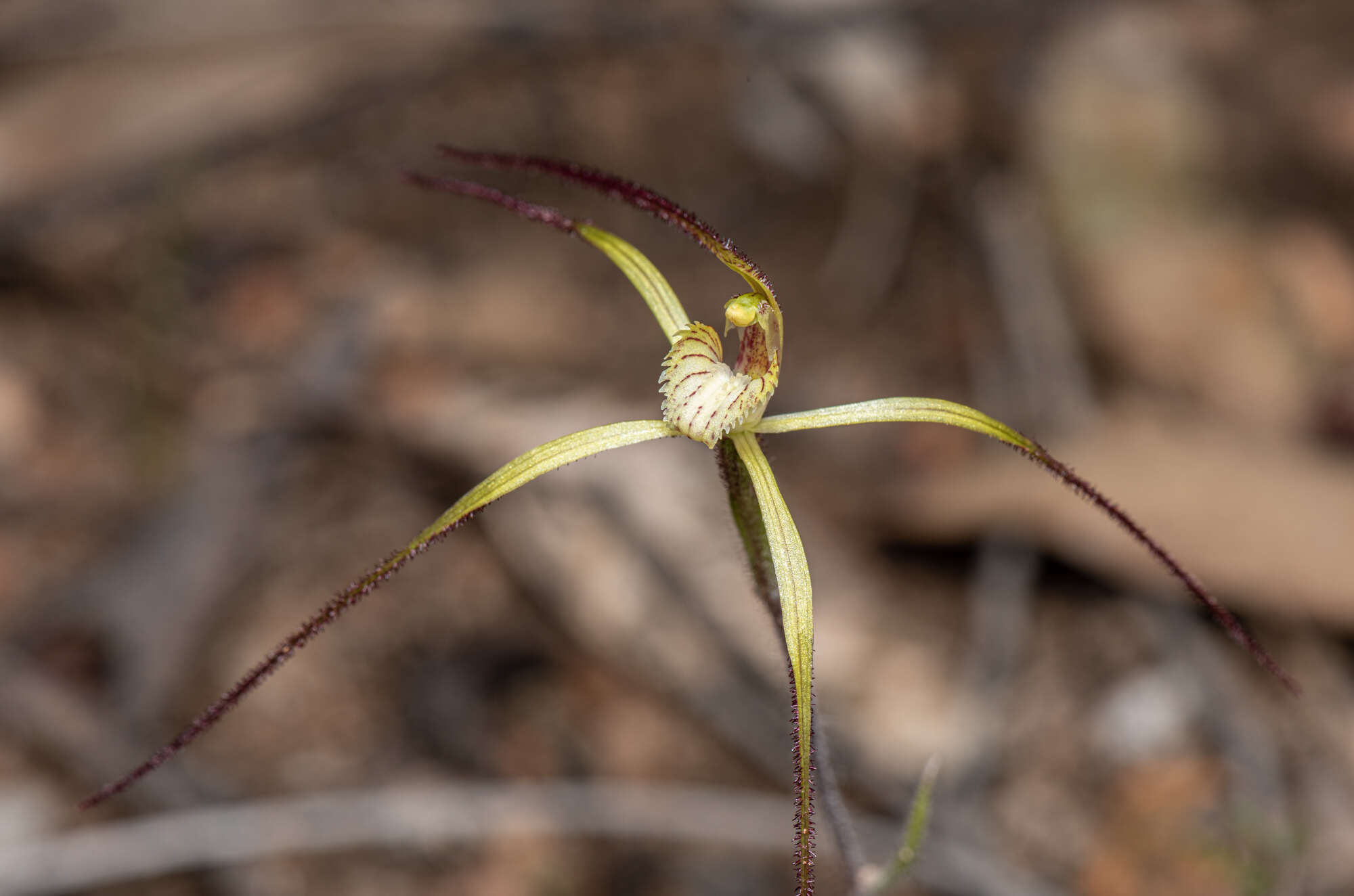 Image de Caladenia xantha Hopper & A. P. Br.