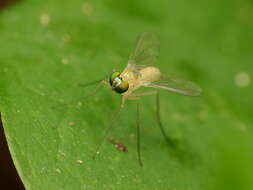 Image de Amblypsilopus dorsalis (Loew 1866)