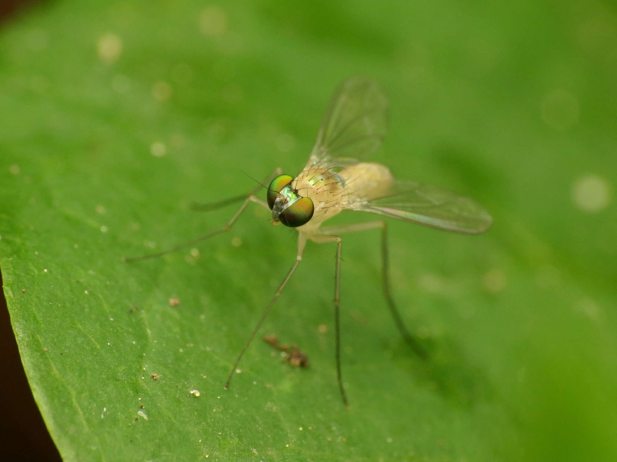 Imagem de Amblypsilopus dorsalis (Loew 1866)