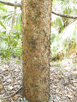 Image of Queensland Kauri Pine