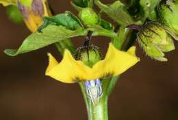 Physalis philadelphica Lam. resmi