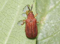 Image de Baliosus ferrugineus Staines 2006