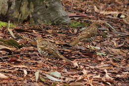 Image of Bassian Thrush