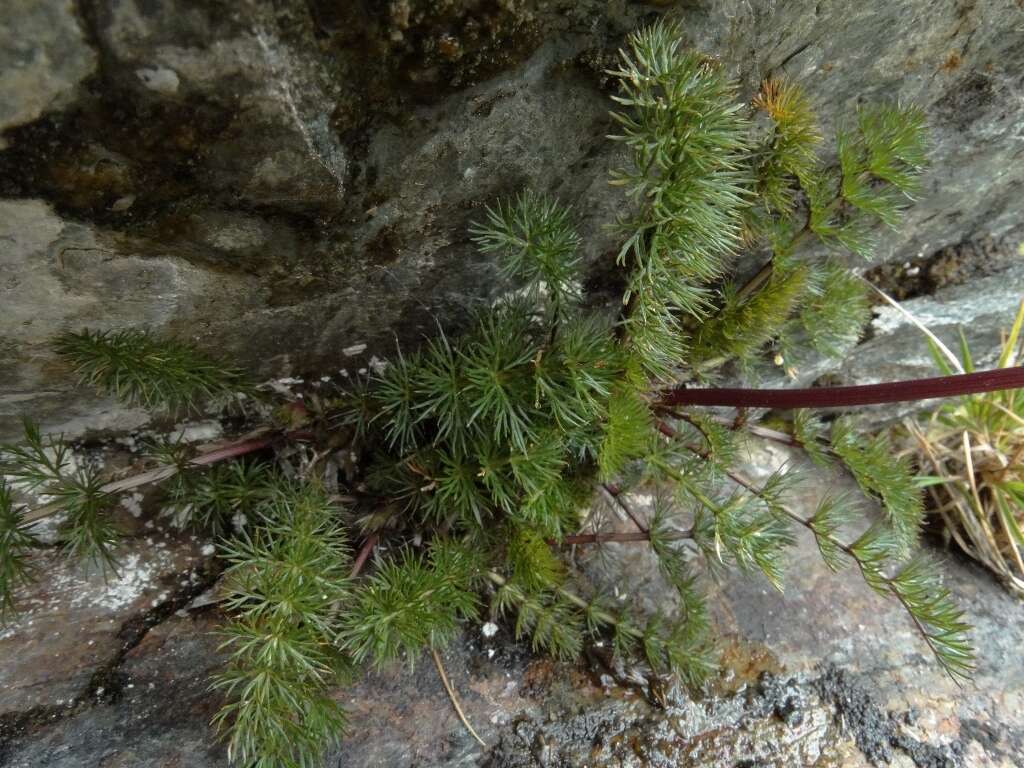 Image of Anisotome capillifolia Cockayne