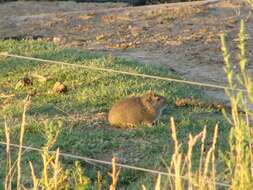Image of common yellow-toothed cavy