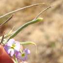 Malcolmia littorea (L.) W. T. Aiton resmi