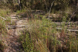 Image of Apodasmia brownii (Hook. fil.) B. G. Briggs & L. A. S. Johnson