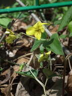 Sivun Viola orientalis (Maxim.) W. Beck. kuva