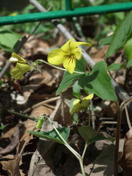 Image of Viola orientalis (Maxim.) W. Beck.