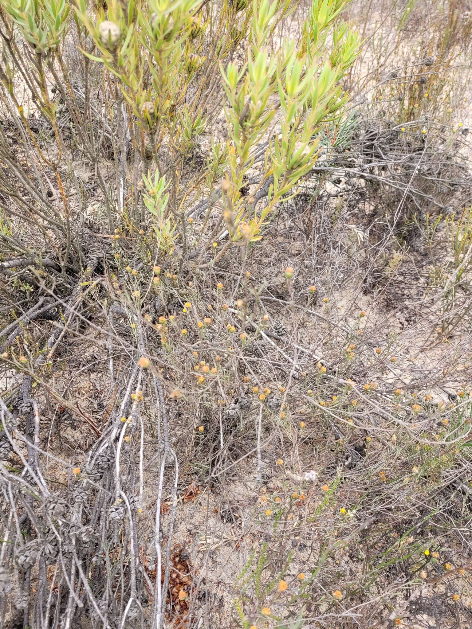 Imagem de Marasmodes defoliata S. Ortiz