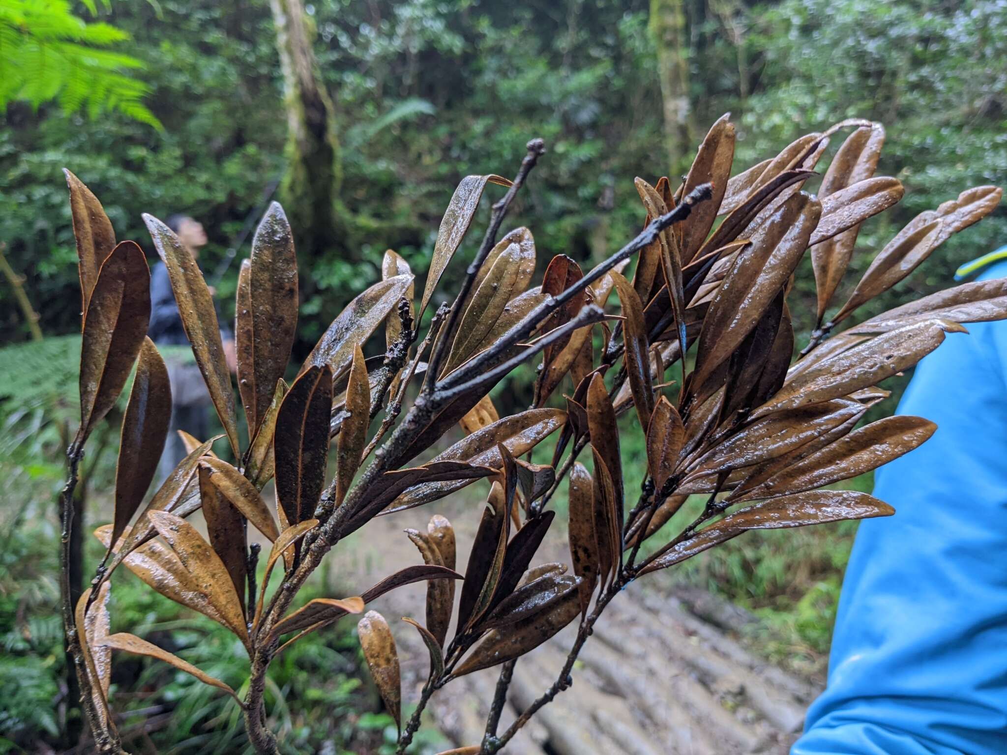 Imagem de Lithocarpus dodonaeifolius (Hayata) Hayata