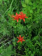 Lilium concolor var. partheneion (Siebold & de Vriese) Baker resmi