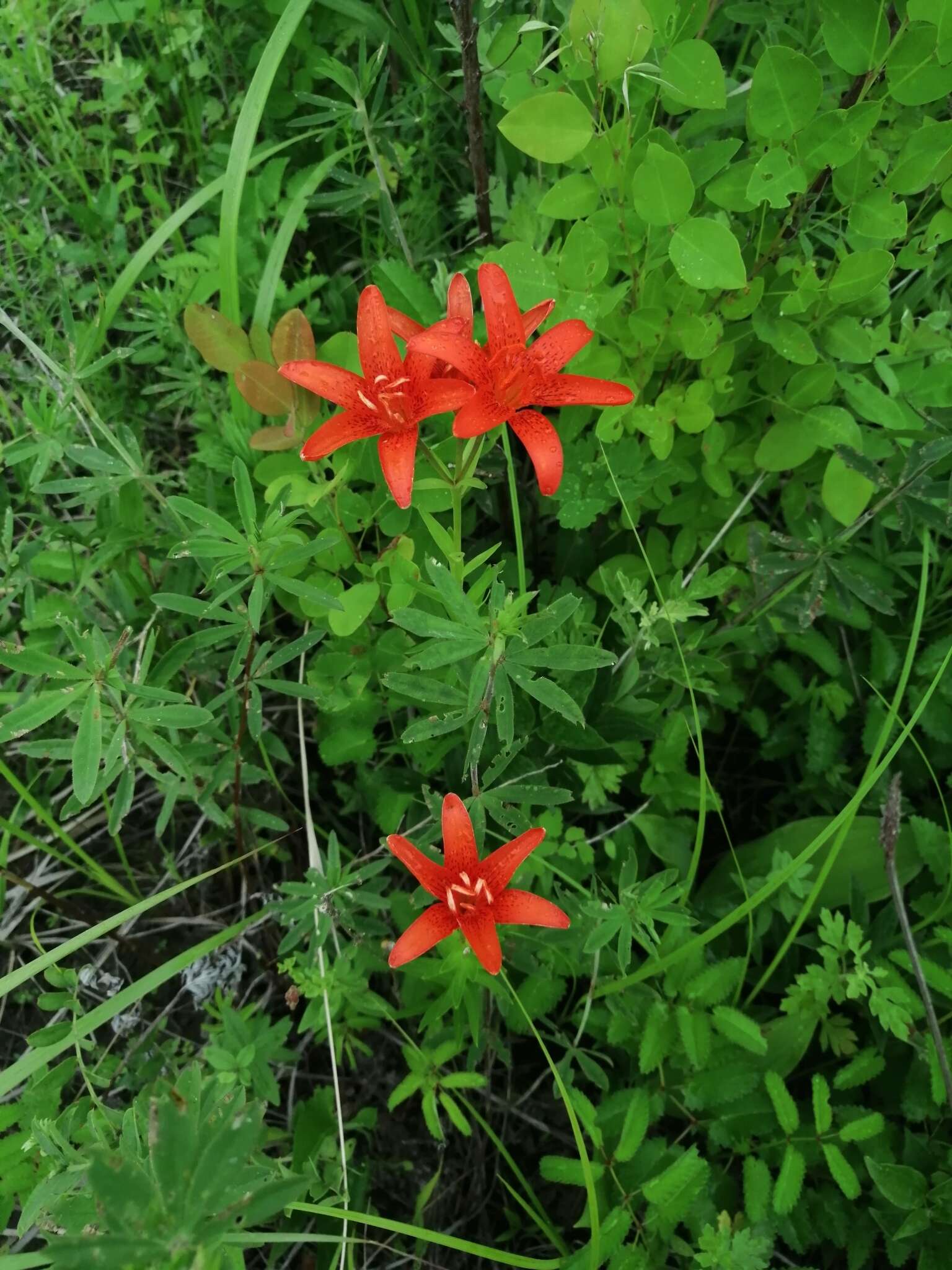 Lilium concolor var. partheneion (Siebold & de Vriese) Baker resmi