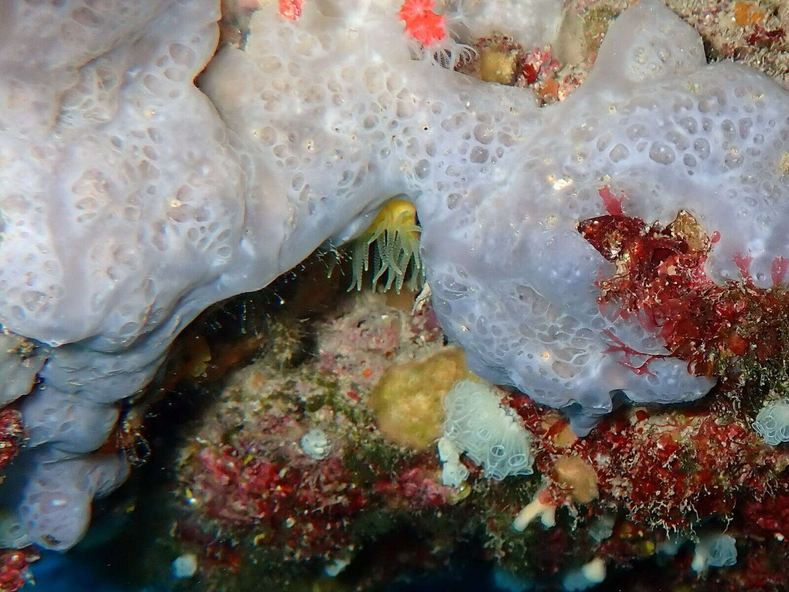 Image of bluish encrusting sponge