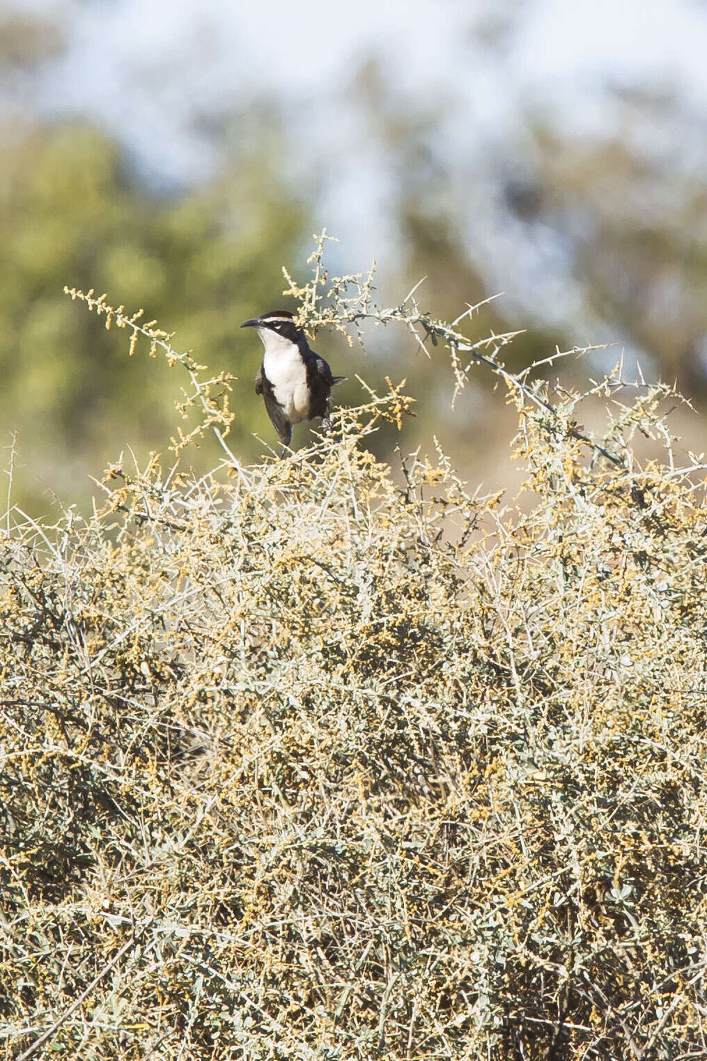 Image of Chestnut-crowned Babbler