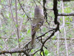 Image of White-eyed Vireo