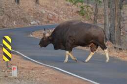 Image of Gaur